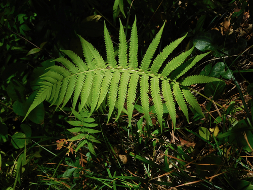 Southern Shield Fern