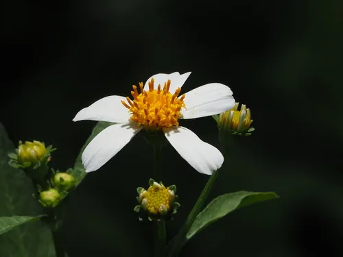 Spanish Needles
