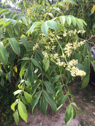 Spanish Plum