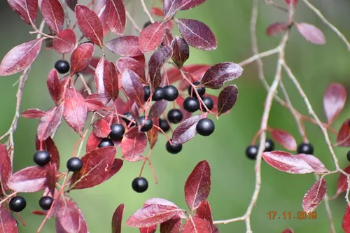 Sparkleberry