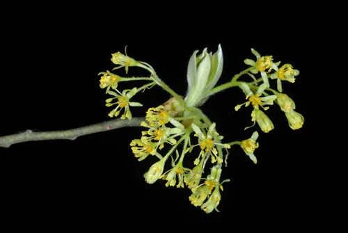 Spicebush