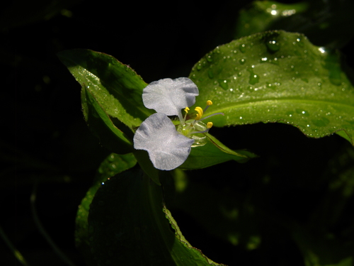Spiderwort