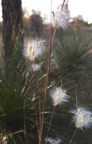 Split Beard Bluestem