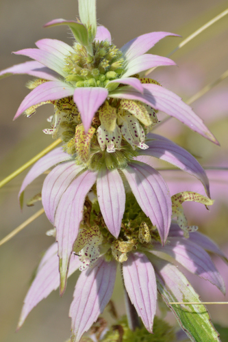 Spotted Beebalm