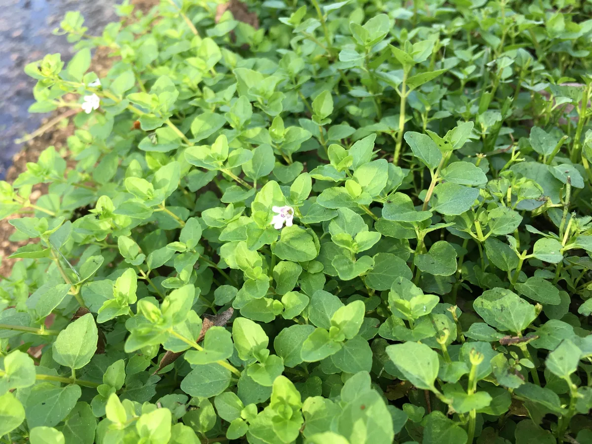 St. John's Mint
