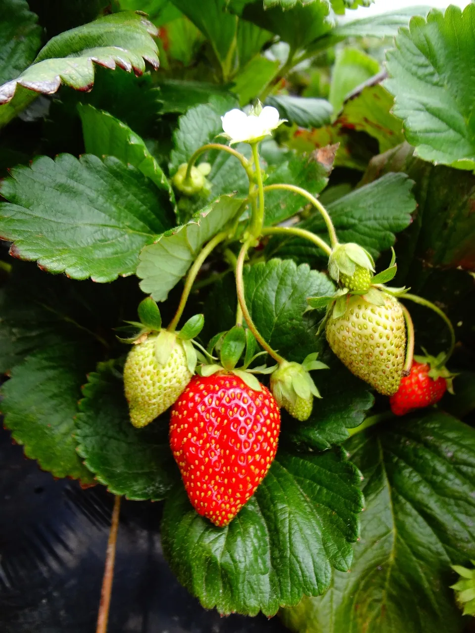 Strawberry