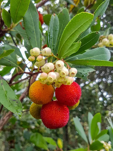 Strawberry Tree