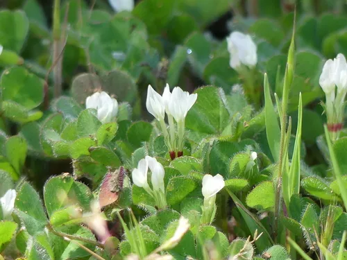Subterranean Clover