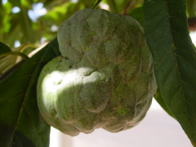 Sugar Apple