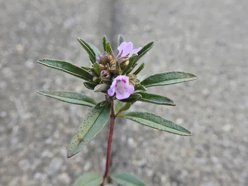 Summer Savory