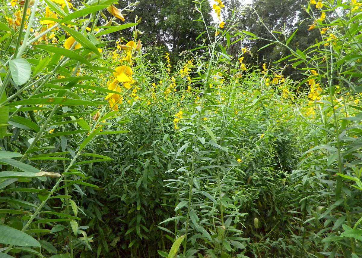 Sun Hemp