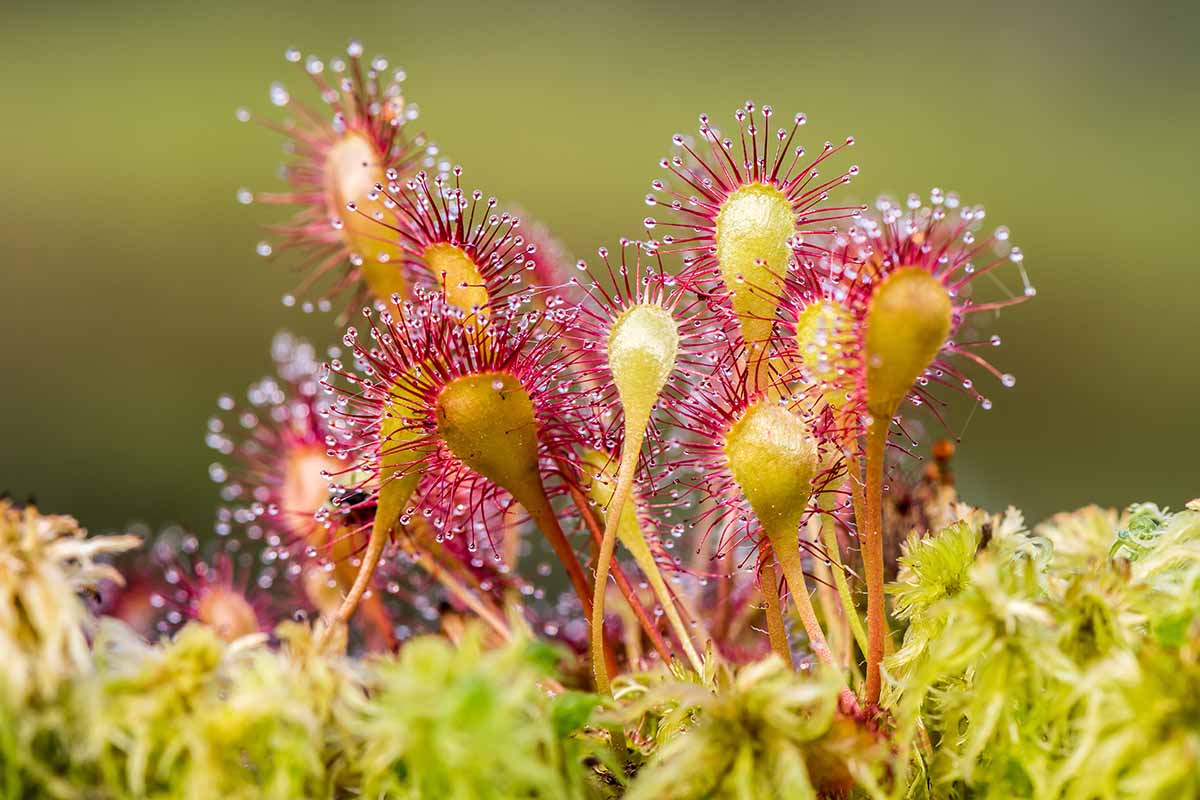 Sundew