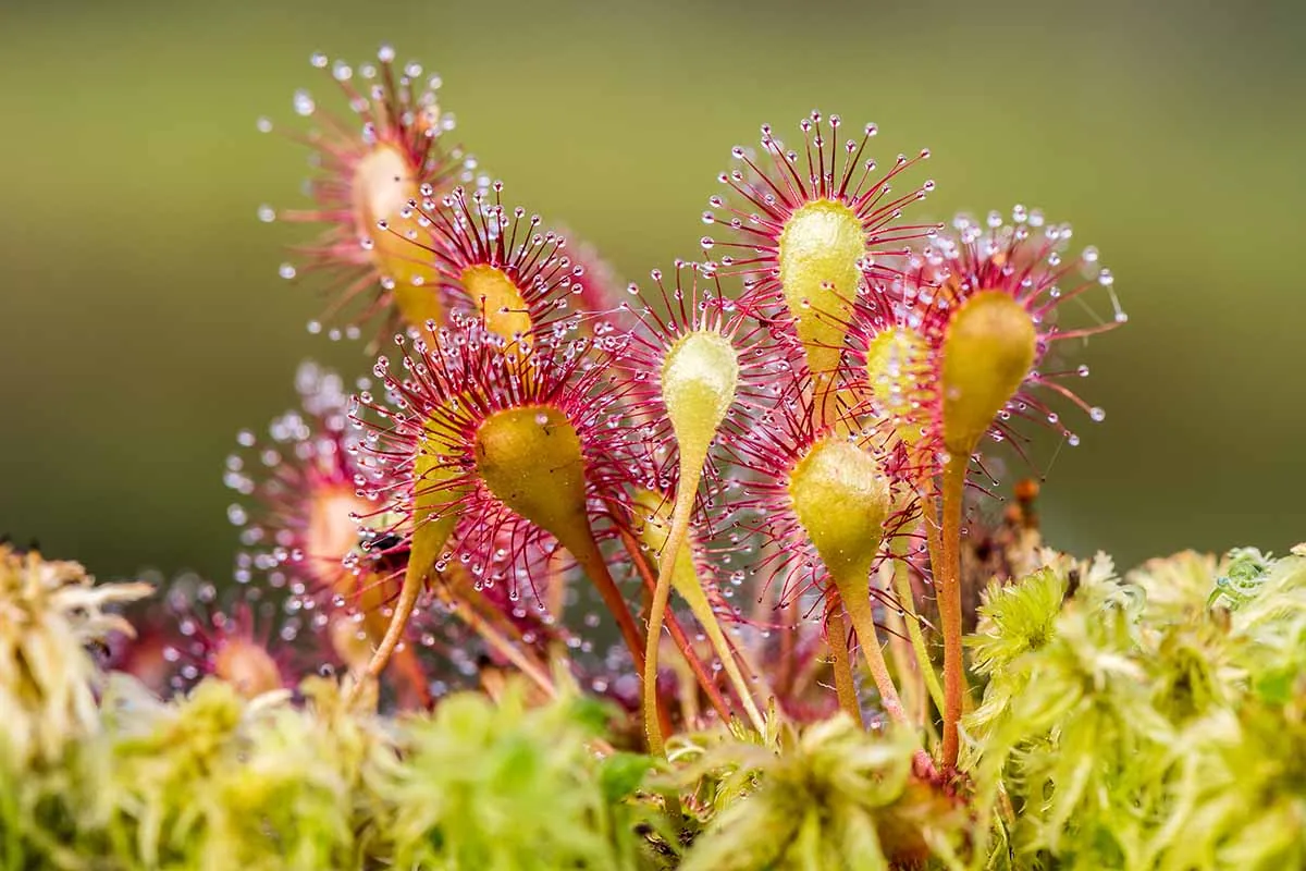 Sundew