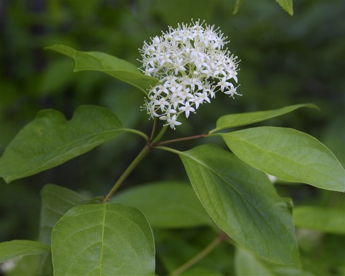 Swamp Dogwood