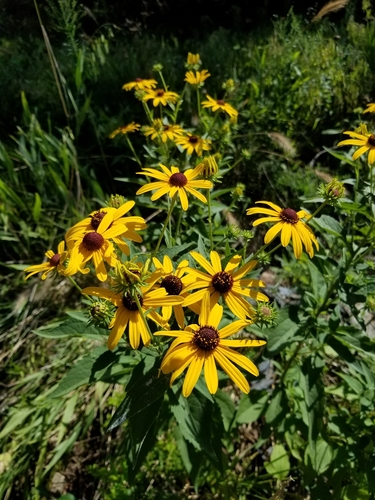Sweet Black Eyed Susan