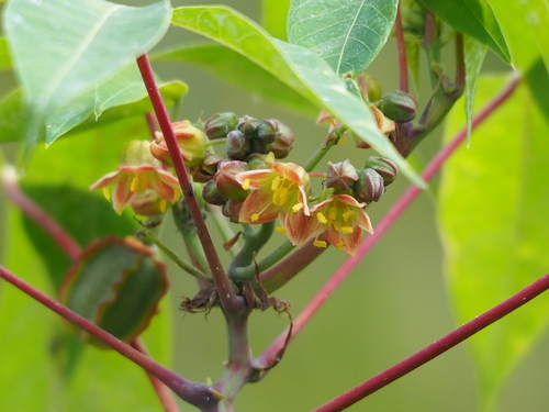 Sweet Cassava variants