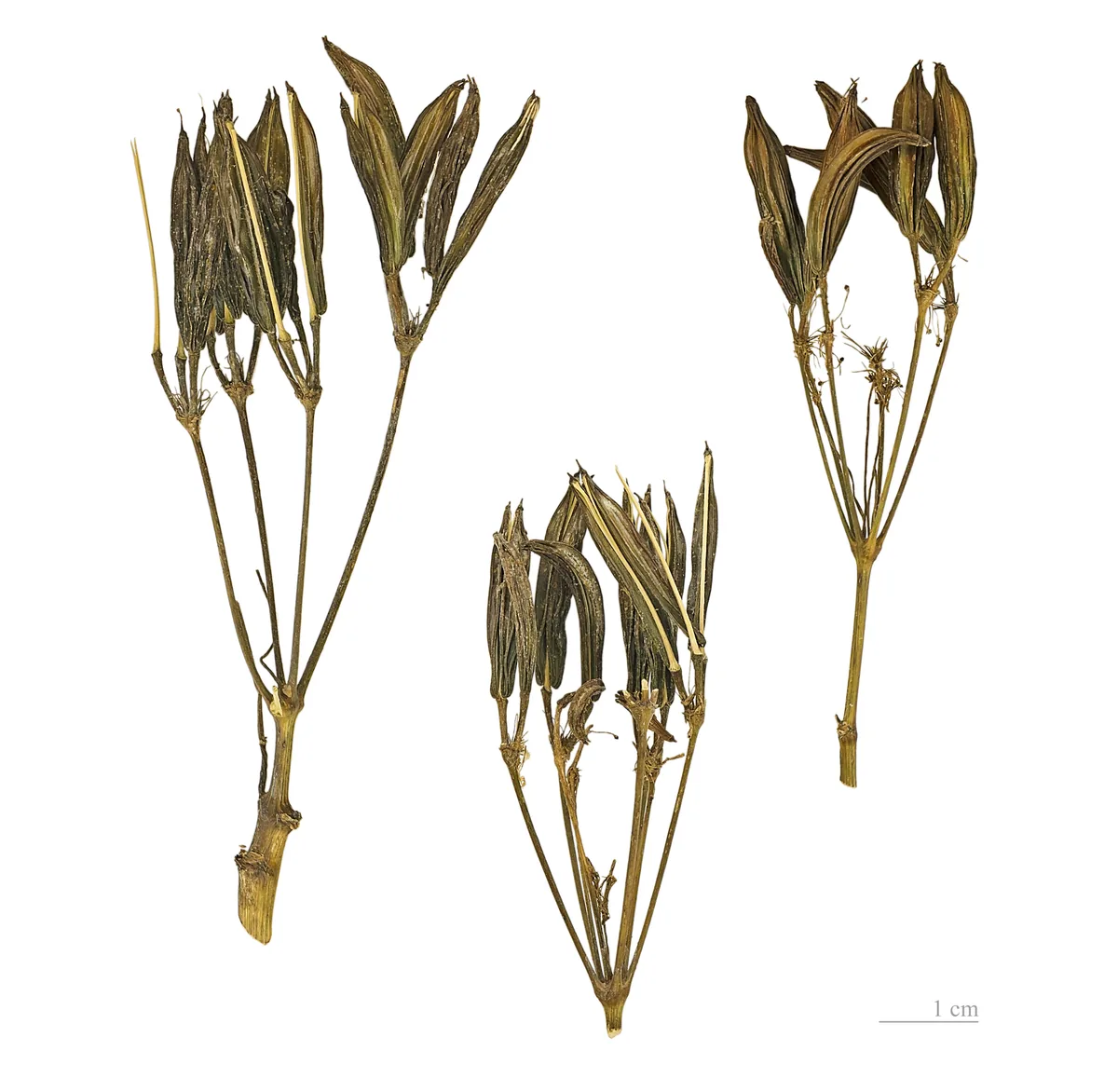 Sweet Cicely