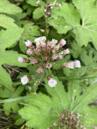 Sweet Coltsfoot