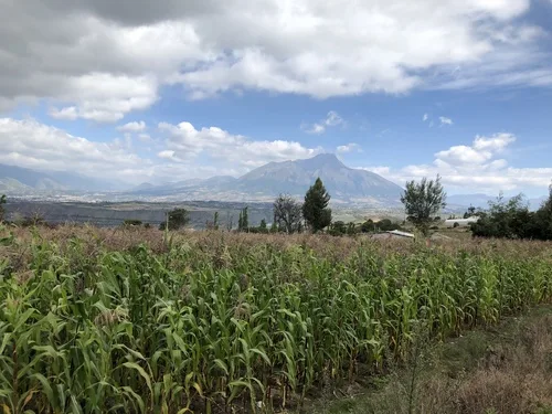 Sweet Corn