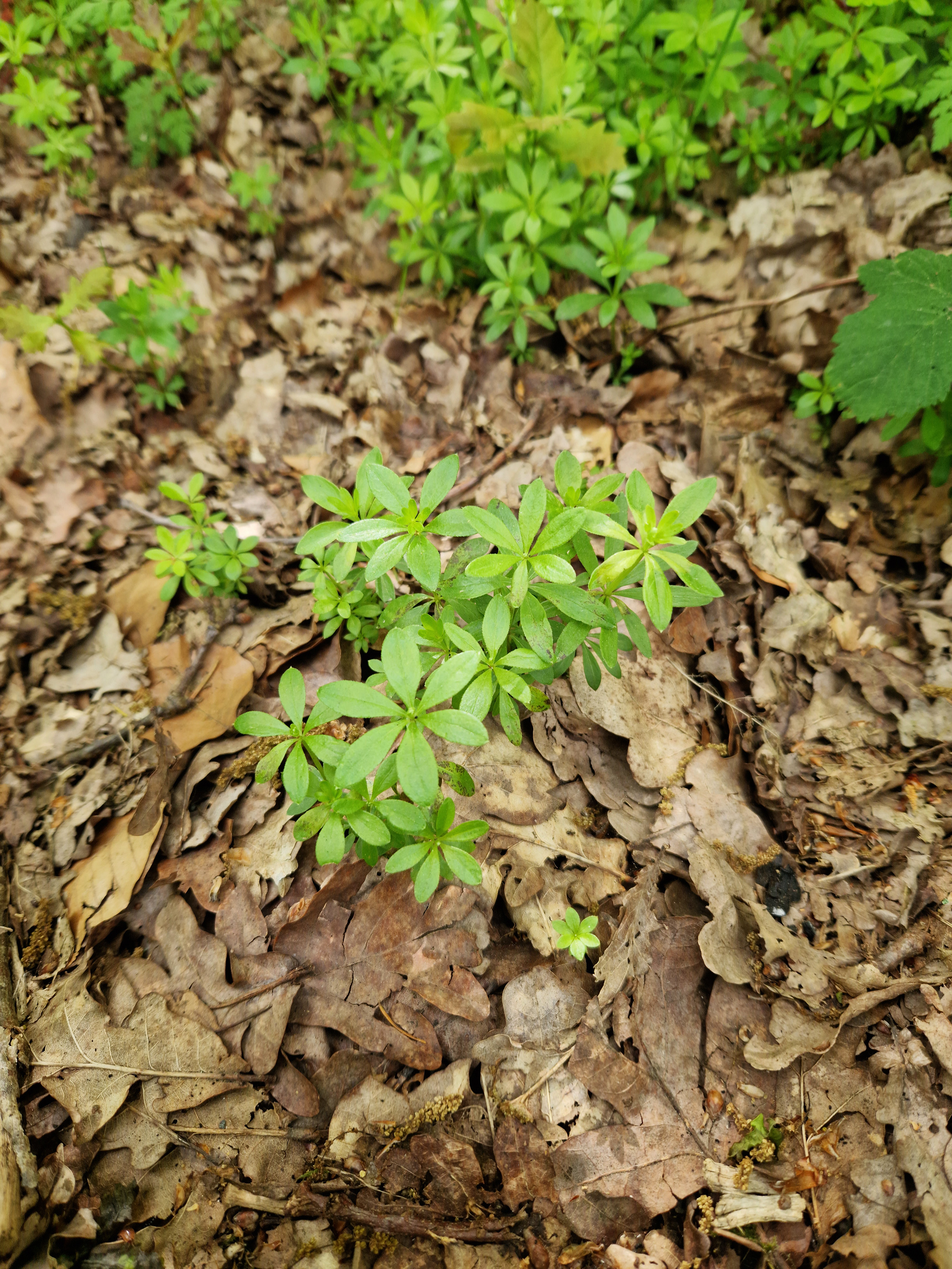 Sweet Woodruff
