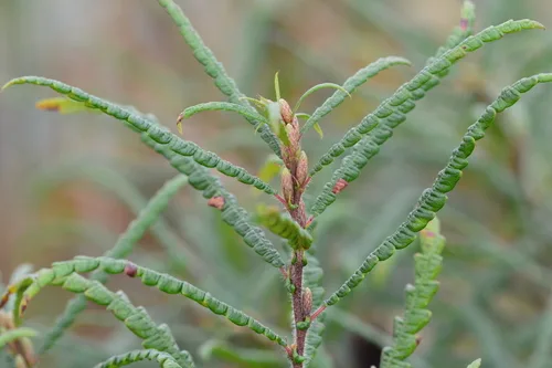 Sweetfern