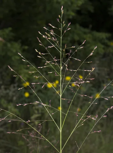Switchgrass