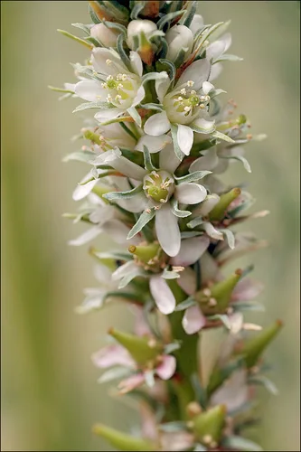 Tamarisk