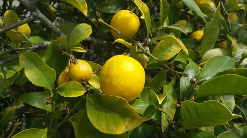 Tangelo