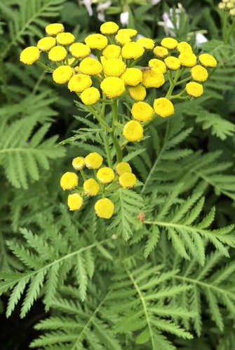 Tansy