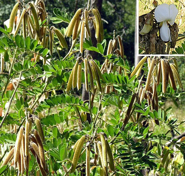 Tephrosia vogelii