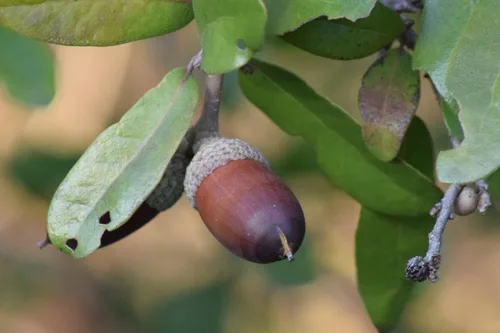 Texas Oak