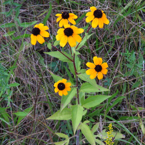 Thin-leaved Coneflower