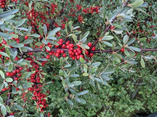 Thorny Buffaloberry