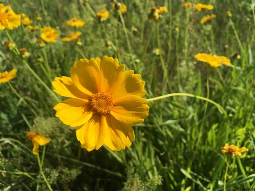 Tickseed Coreopsis