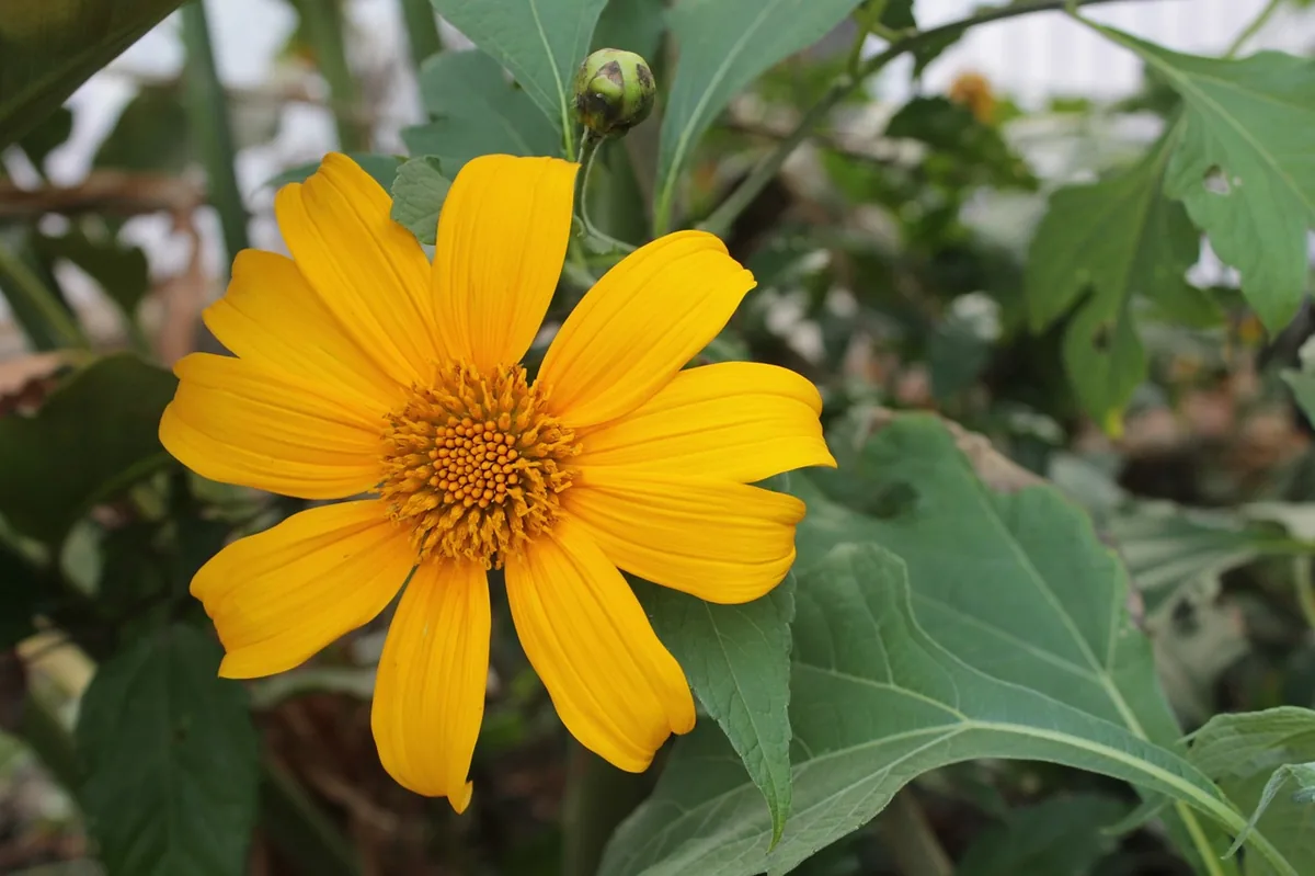 Tithonia