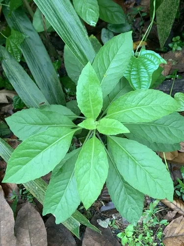 Tropical Spinach