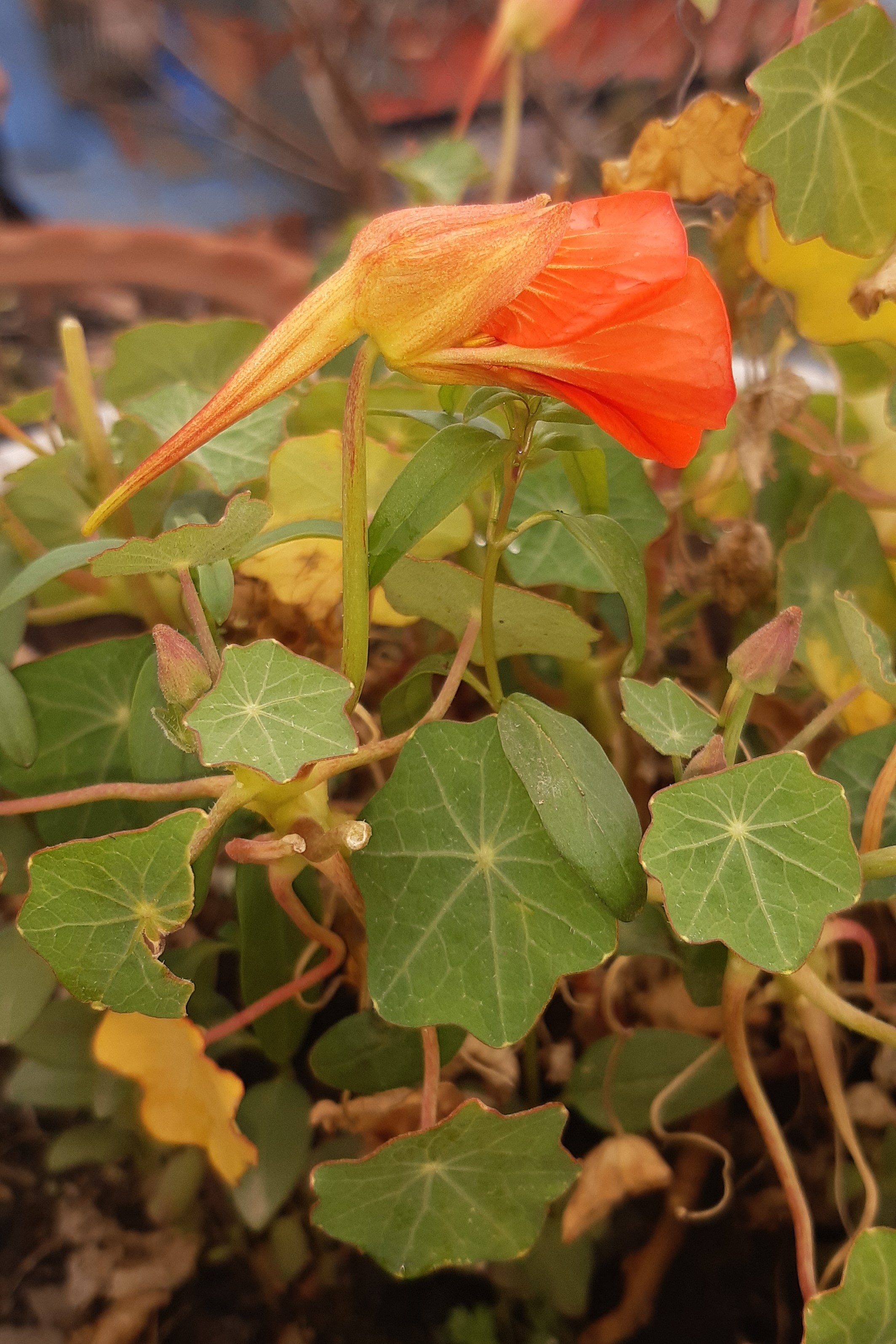 Tuberous Nasturtium