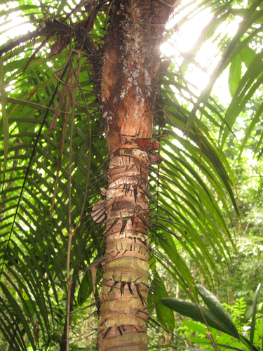 Tucumã Palm