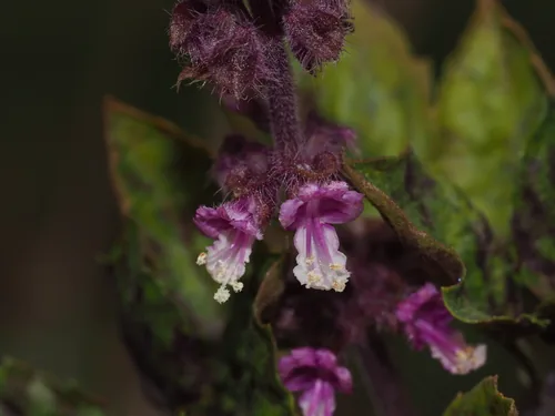 Tulsi