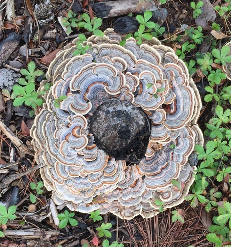 Turkey Tail Host