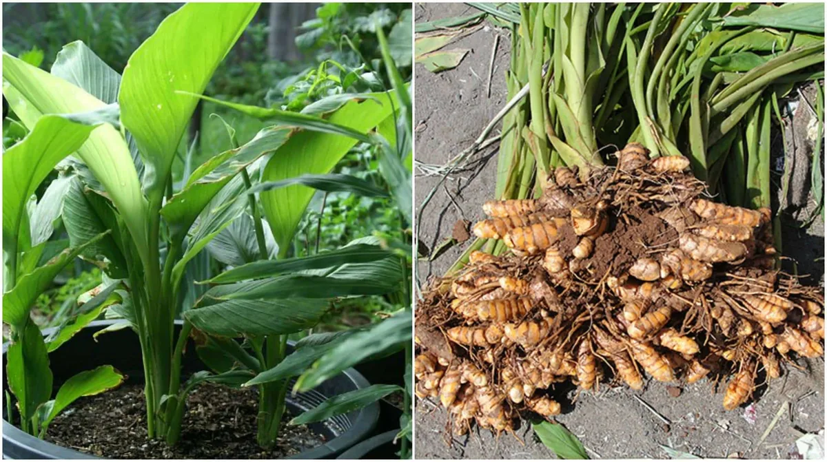 Turmeric