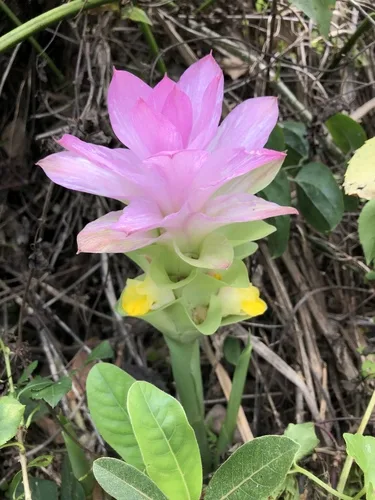 Turmeric Ginger