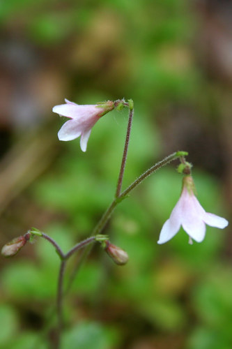 Twinflower