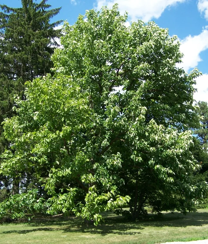 Umbrella Magnolia