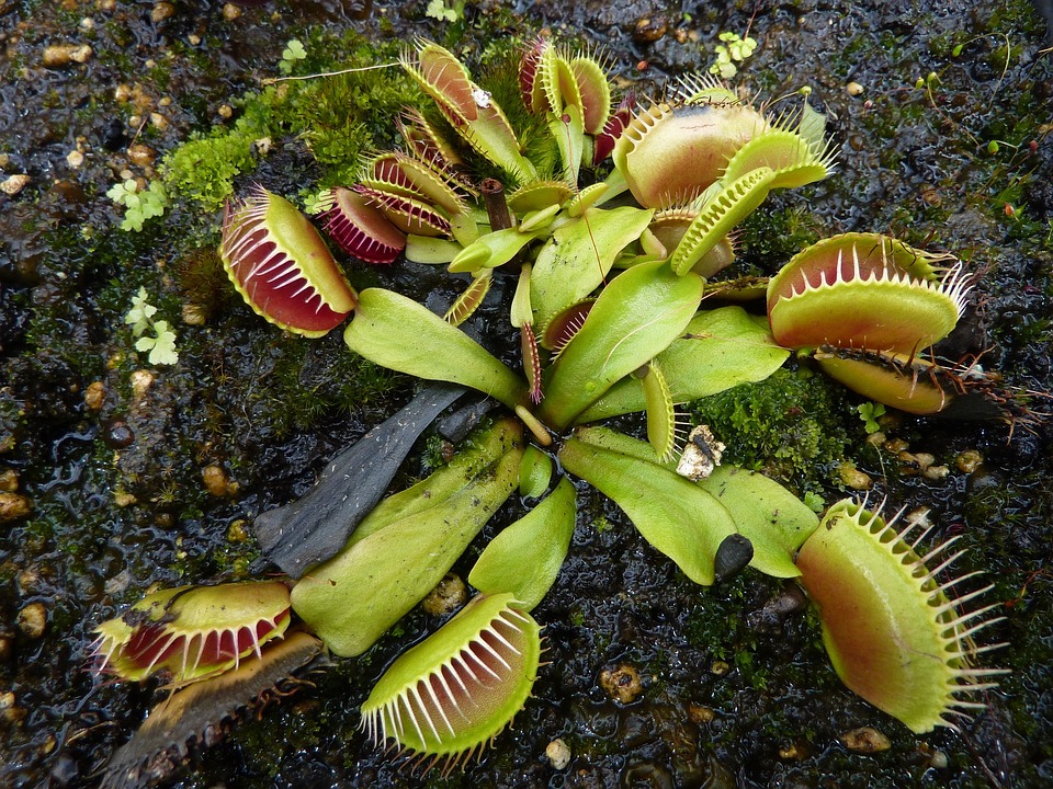 Venus Flytrap