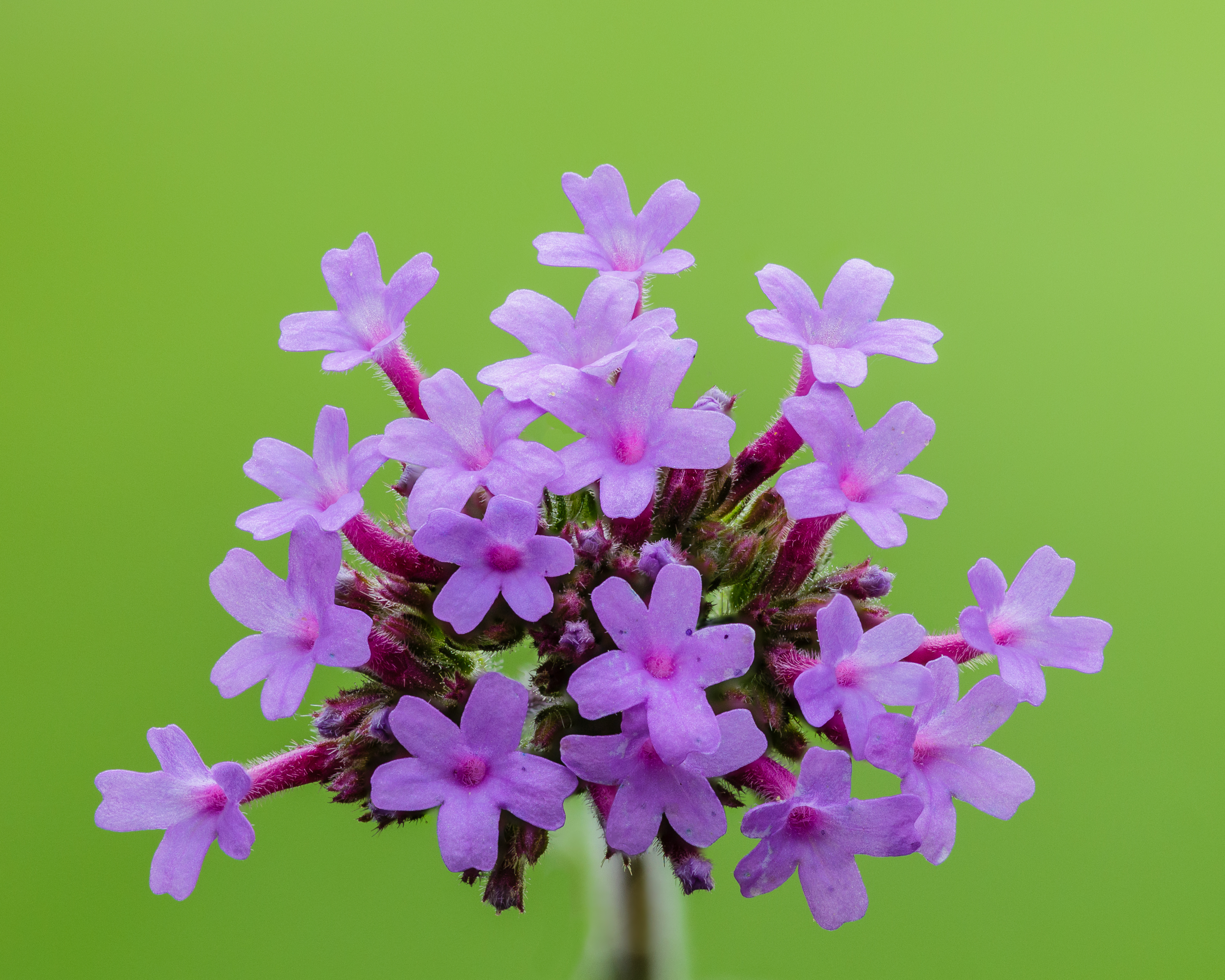 Verbena bonariensis