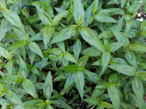 Vietnamese Mint