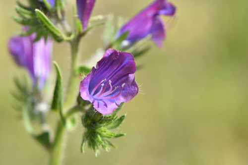 Viper Bugloss