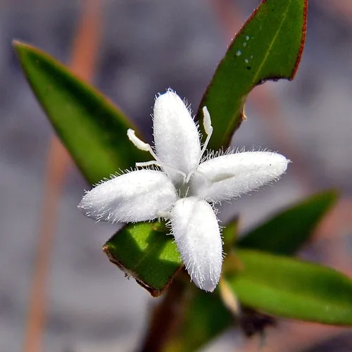 Virginia Buttonweed