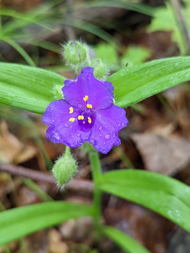 Virginia Spiderwort